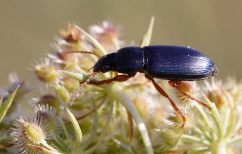 Ophonus sp.