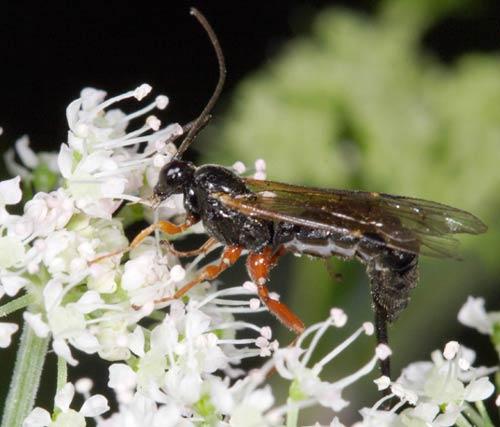 Scambus sp.