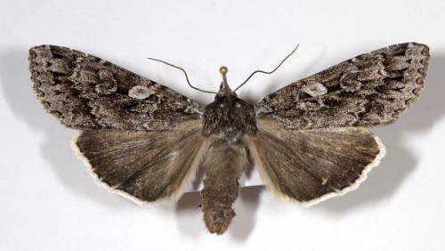 Eurois occulta