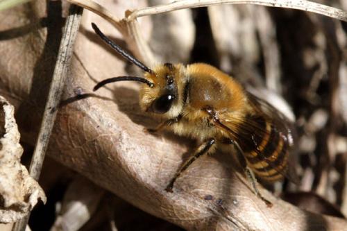 Réf. 5 433 : Colletes sp.
