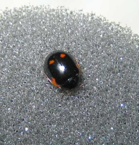 Réf. 5 641 : Adalia bipunctata bipunctata