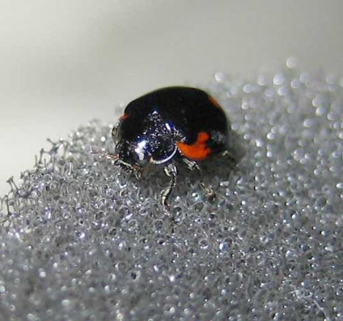 Réf. 5 642 : Adalia bipunctata bipunctata
