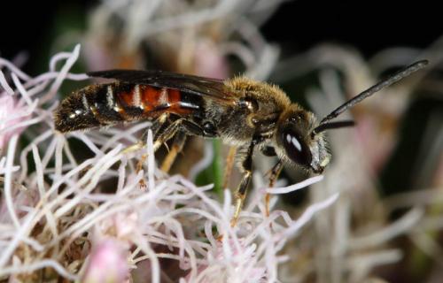 Réf. 5 432 : Lasioglossum calceatum