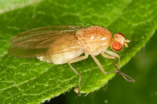 Réf. 5 431 : Sapromyza sp.
