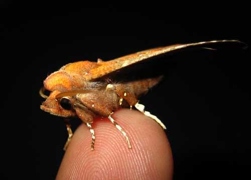 Scoliopteryx libatrix