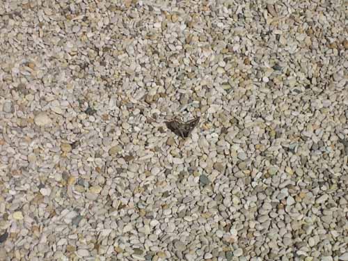 Saturnia pavonia
