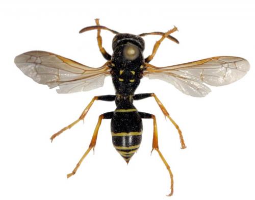Polistes sp.