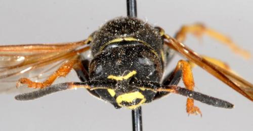 Polistes sp.