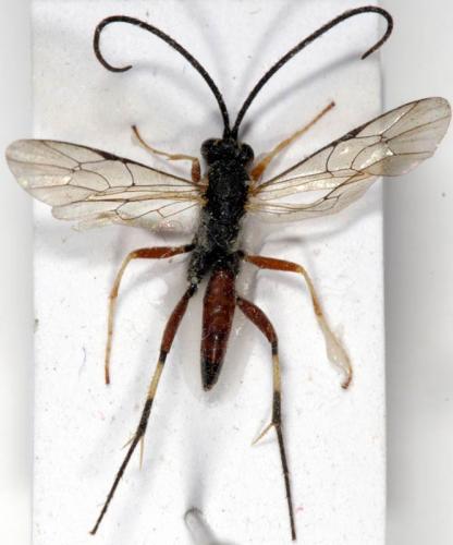Réf. 5 559 : Campopleginae inconnu