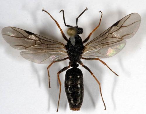 Formica sp.