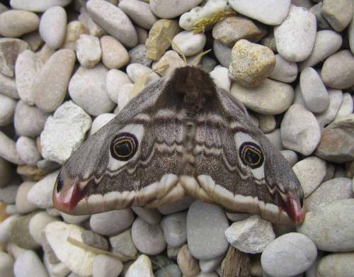 Réf. 5 428 : Saturnia pavonia