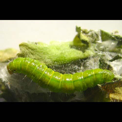 Réf. 5 871 : Cacoecimorpha pronubana
