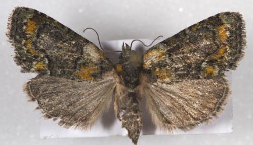 Réf. 5 829 : Cryphia algae