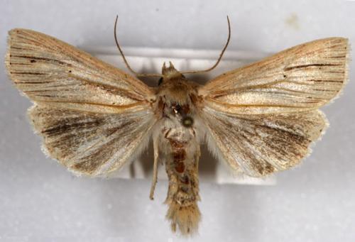 Réf. 5 855 : Mythimna impura