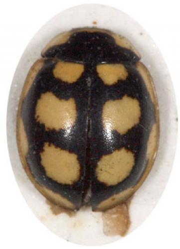 Oenopia lyncea agnatha
