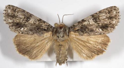 Acronicta rumicis