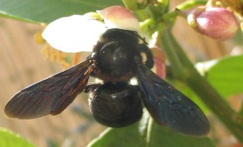 Xylocopa sp.
