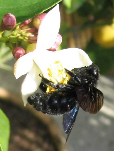 Réf. 5 459 : Xylocopa sp.