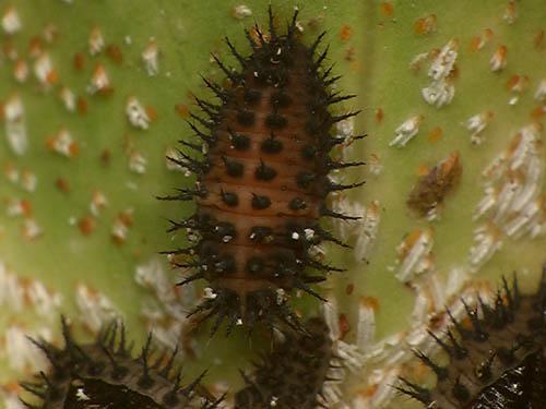 Réf. 5 576 : Chilocorus renipustulatus