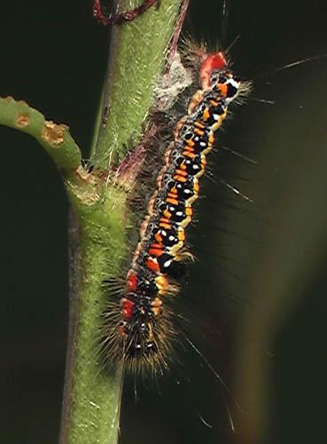 Réf. 5 863 : Acronicta tridens