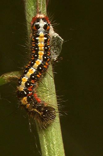 Réf. 5 864 : Acronicta tridens