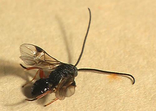 Réf. 5 997 : Microgastrinae inconnu