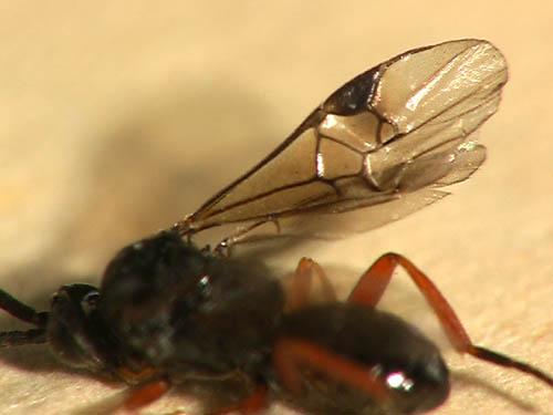 Réf. 5 998 : Microgastrinae inconnu