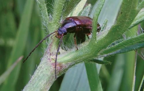Gonodera luperus
