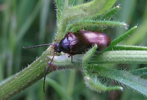 Réf. 5 733 : Gonodera luperus