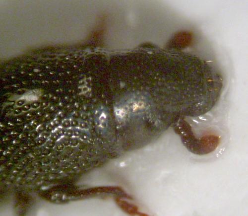 Réf. 5 274 : Hexarthrum sp.