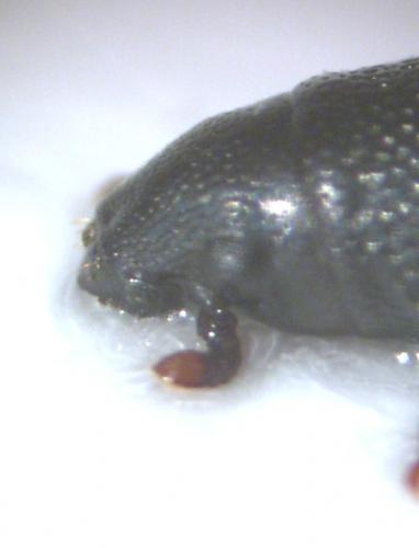Hexarthrum sp.