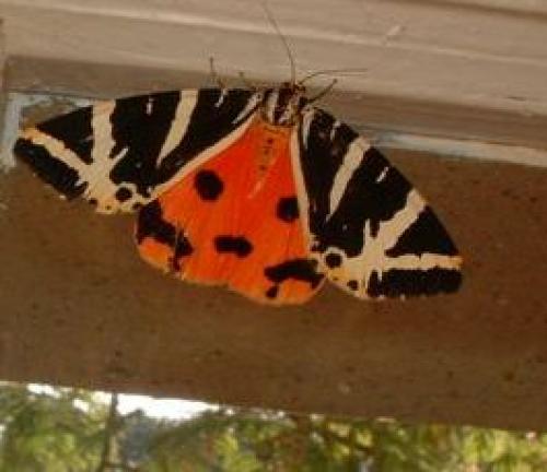Euplagia quadripunctaria