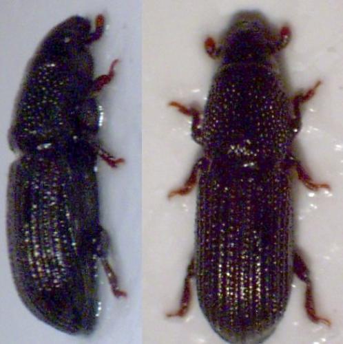 Réf. 5 268 : Hexarthrum sp.