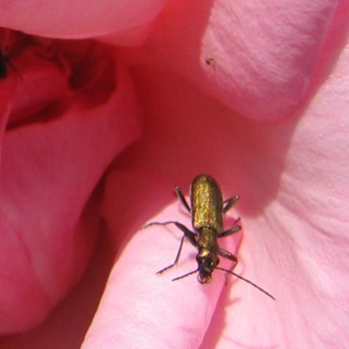 Chrysanthia viridissima