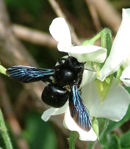 Xylocopa sp.