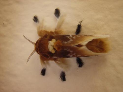 Réf. 5 175 : Megalopyge opercularis