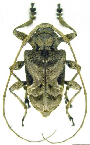 Réf. 5 708 : Lagocheirus araneiformis