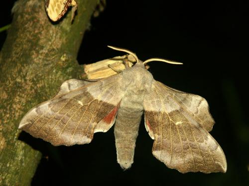 Laothoe populi
