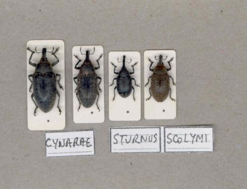 Larinus divers