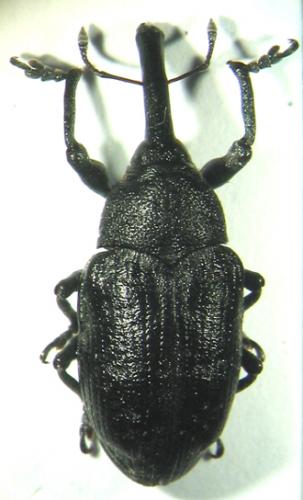 Larinus sturnus