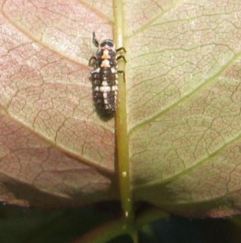 Réf. 5 784 : Oenopia conglobata