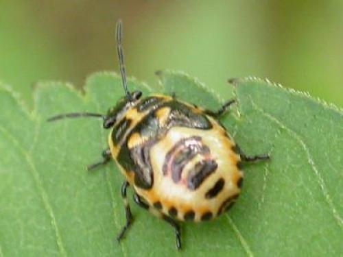 Eurydema oleracea