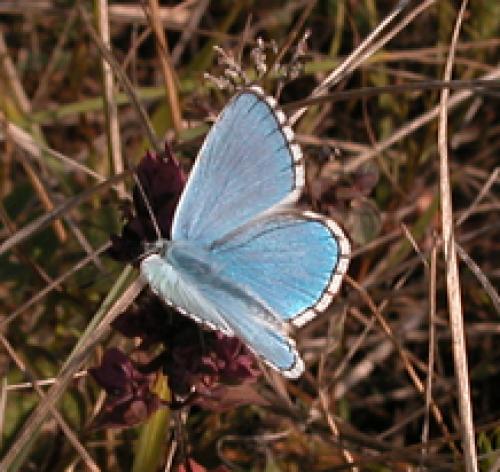 Polyommatus bellargus