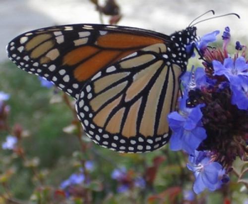 Réf. 5 637 : Danaus plexippus