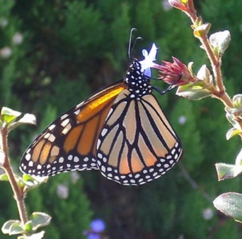 Réf. 5 638 : Danaus plexippus