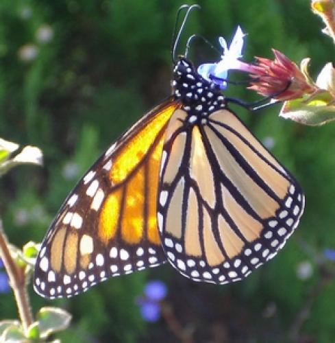 Réf. 5 639 : Danaus plexippus