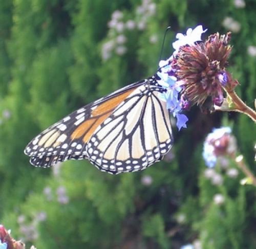 Réf. 5 640 : Danaus plexippus