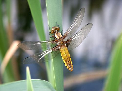 Réf. 5 013 : Libellula depressa