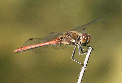 Réf. 5 055 : Sympetrum striolatum