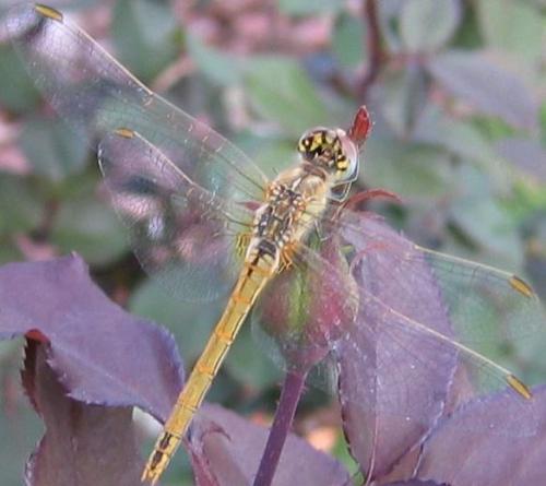 Sympetrum fonscolombii